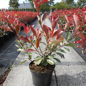 Photinia Fraseri Pink Marble Hedging